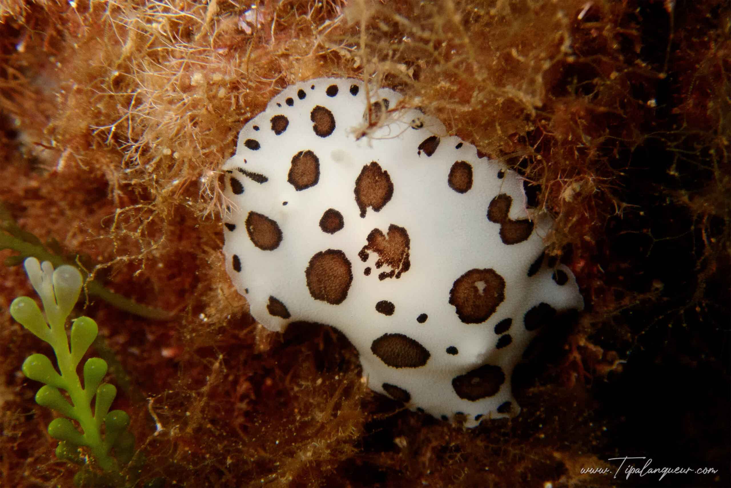 PORTFOLIO : Plongée Enchantée à Bormes-les-Mimosas : « NUDI BORMES »