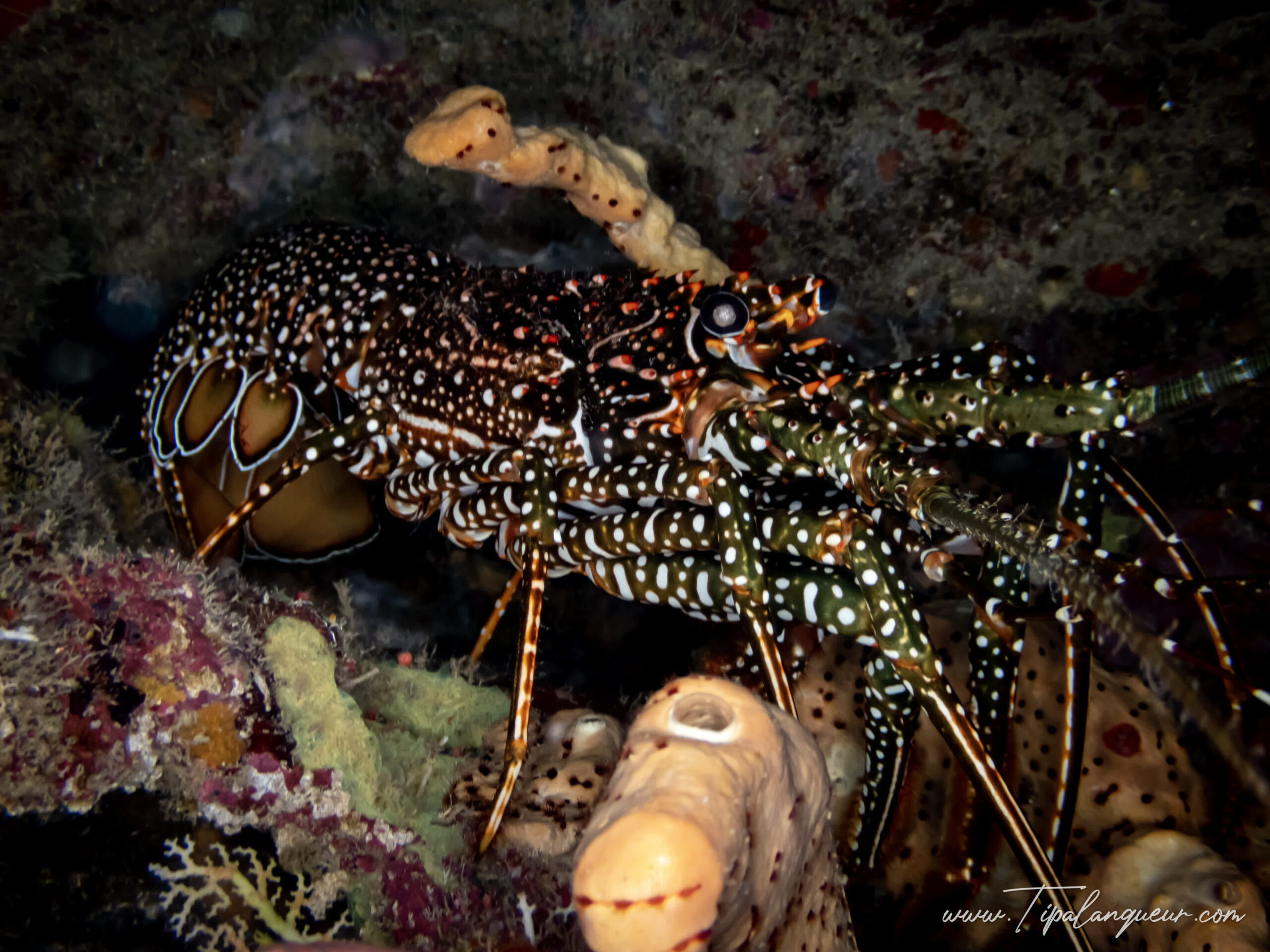 À la Découverte des Langoustes de Guadeloupe : Rencontre avec ces Crustacés Fascinants