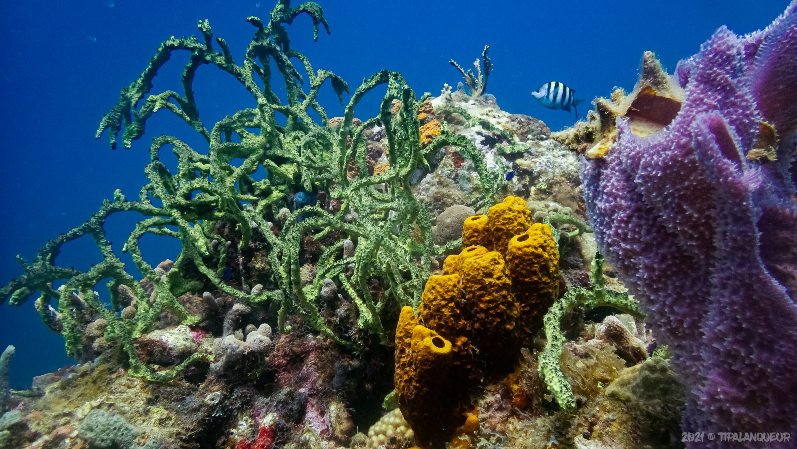 À la Découverte du Monde Sous-Marin Enchanté de la Guadeloupe>>